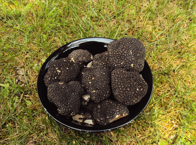 Pensavo di averle viste tutte...  tartufi in giardino!